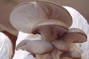 جزوات مکاتبه ای  دکتری قارچ شناسی