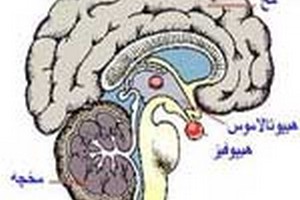 دروس امتحانی وضرایب مربوطه روانشناسی بالینی