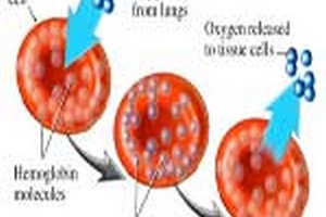 مدارک پذیرش دکتری فیزیولوژی مدارک مورد پذیرش دکتری فیزیولوژی